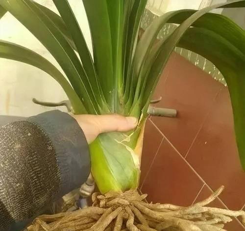 腐叶土种植君子兰压实的原因是什么？