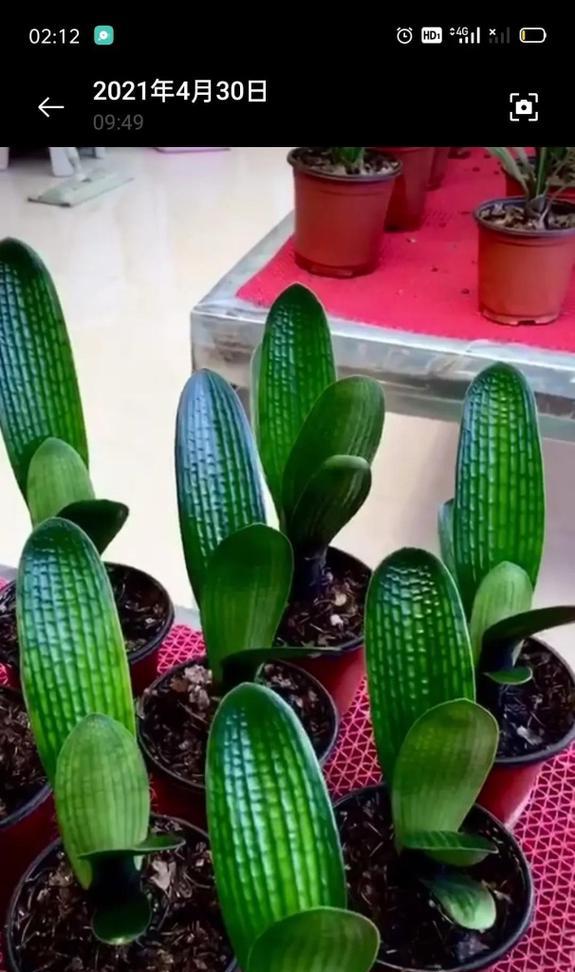 腐叶土种植君子兰压实的原因是什么？