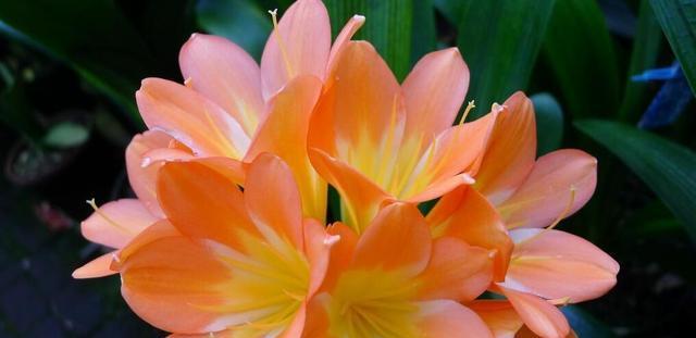 5月份君子兰开花寓意何在？君子兰的花语有哪些？