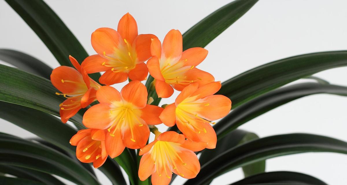 5月份君子兰开花寓意何在？君子兰的花语有哪些？