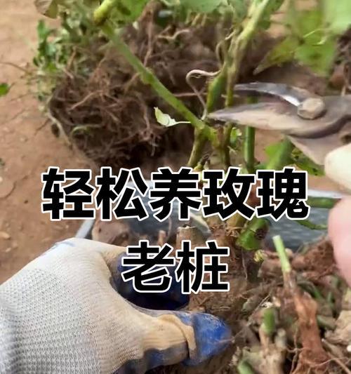 如何养护玫瑰花以促进早开花？