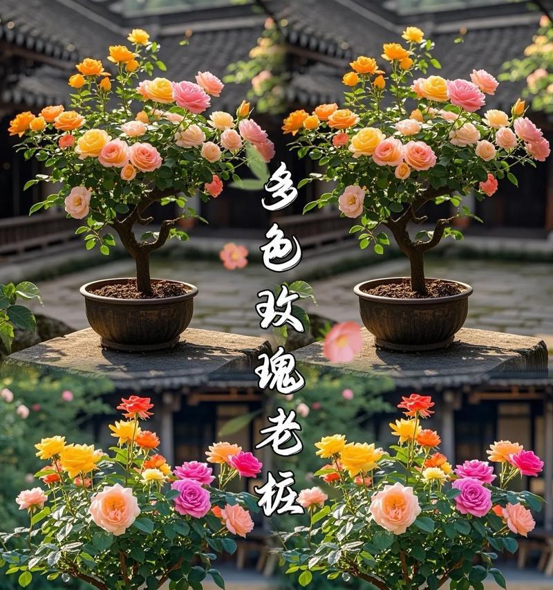 多色玫瑰花培植方法有哪些？