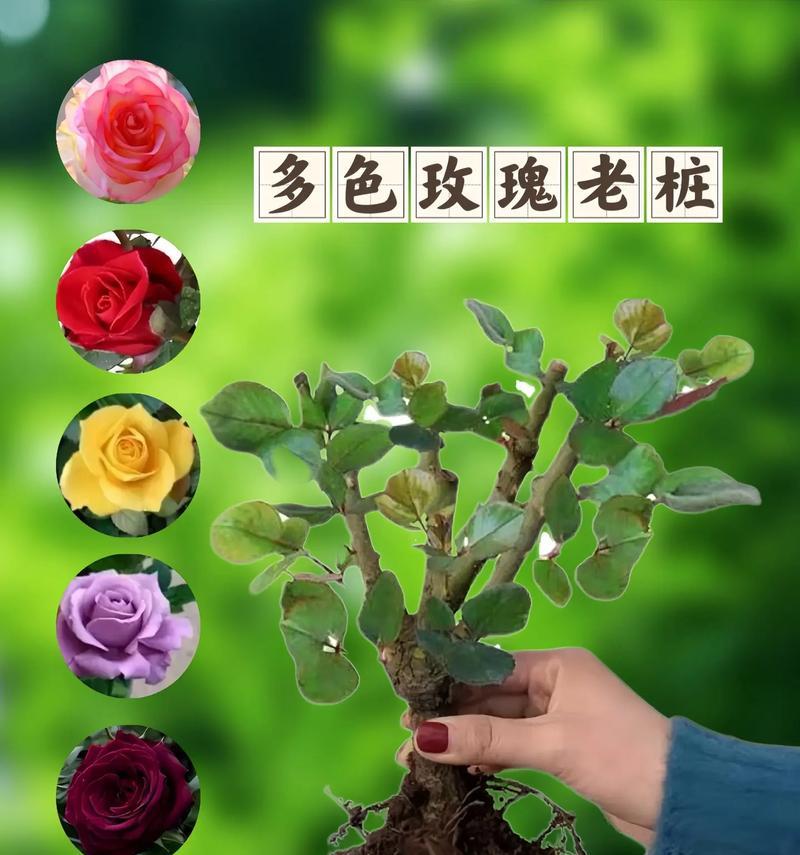 多色玫瑰花培植方法有哪些？