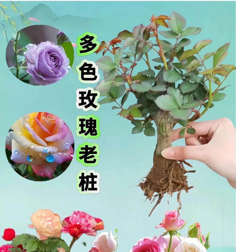 多色玫瑰花培植方法有哪些？