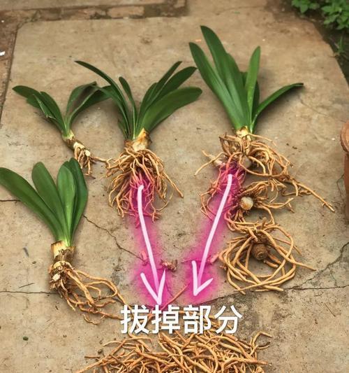 君子兰小钩花在小花盆中如何养护？有哪些注意事项？