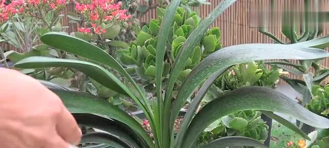 君子兰掐头种植步骤图解？