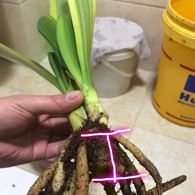 君子兰掐头种植步骤图解？