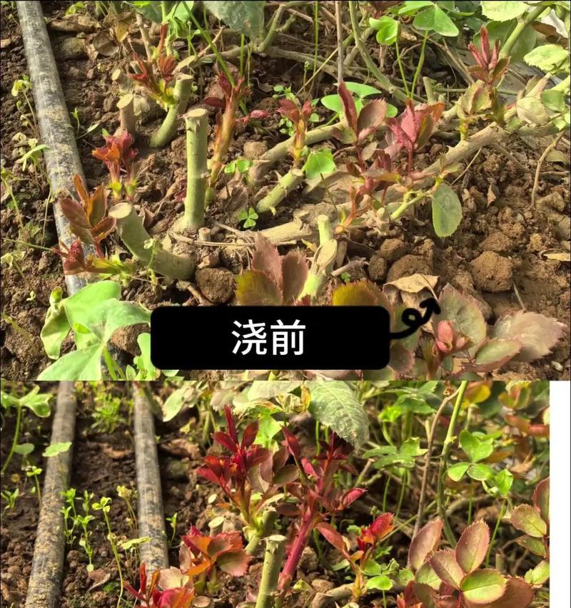 玫瑰花根不发芽的原因是什么？如何解决？