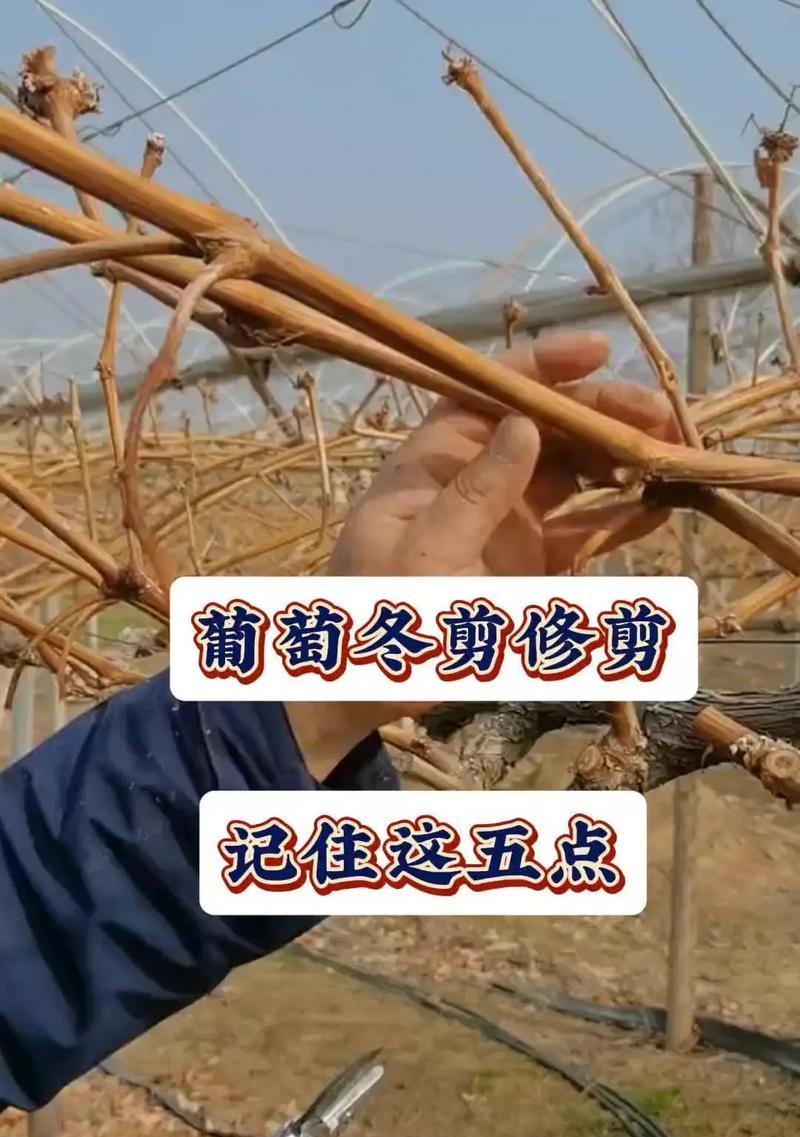 玫瑰花越冬前修剪的正确方法是什么？