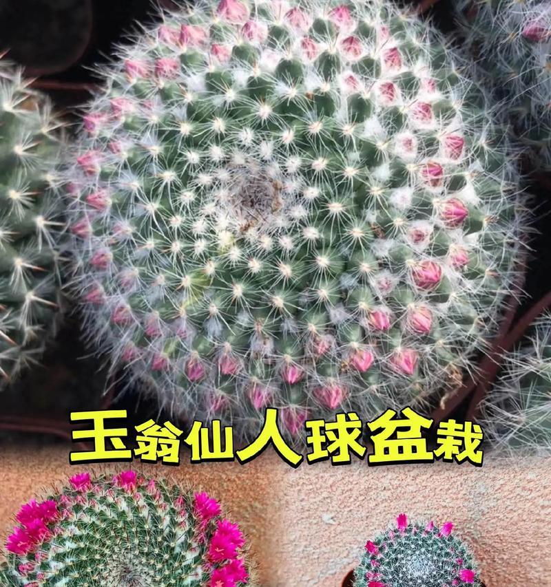 仙人球盆栽开花是否美观？如何养护才能开花？