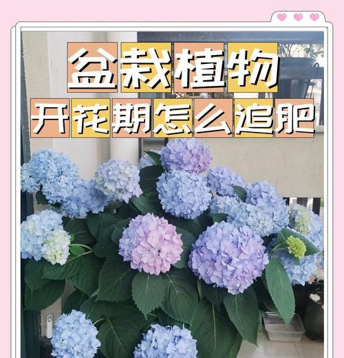 丽花极光仙人球施肥方法是什么？