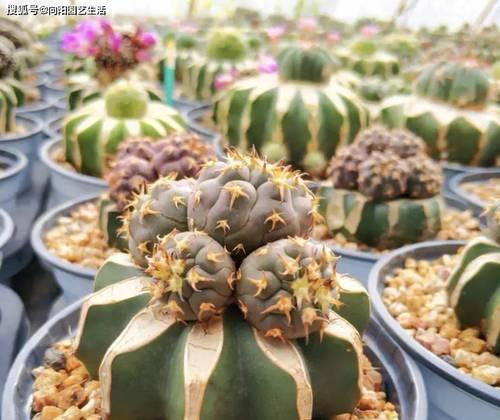 丽花极光仙人球施肥方法是什么？