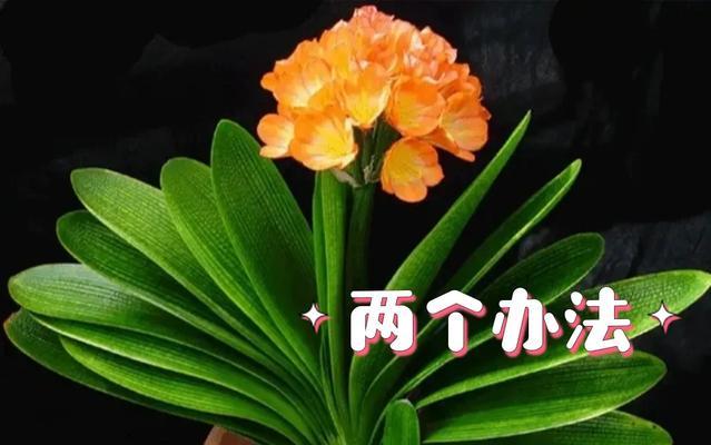 君子兰叶子的药用功效有哪些？如何正确使用？
