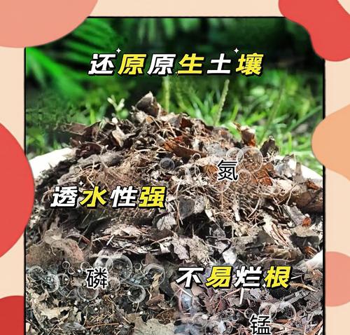 君子兰叶子的药用功效有哪些？如何正确使用？