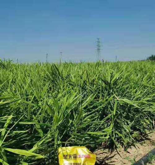 玫瑰花谷芽生长需要什么肥料？