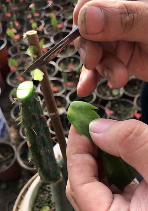 仙人球嫁接怎样确保生根？最佳季节是什么时候？