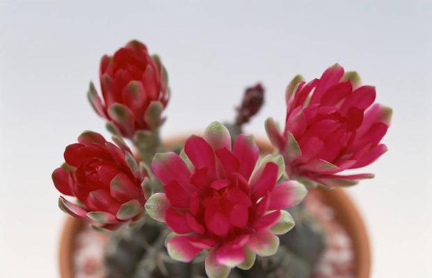 红色花盆仙人球怎么养好看？如何搭配花盆和养护？
