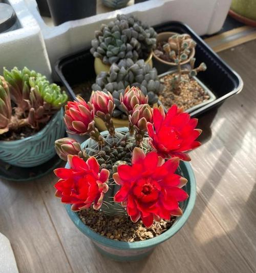 红色花盆仙人球怎么养好看？如何搭配花盆和养护？