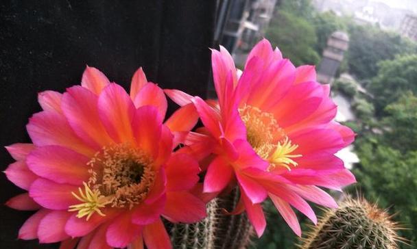 红色花盆仙人球怎么养好看？如何搭配花盆和养护？