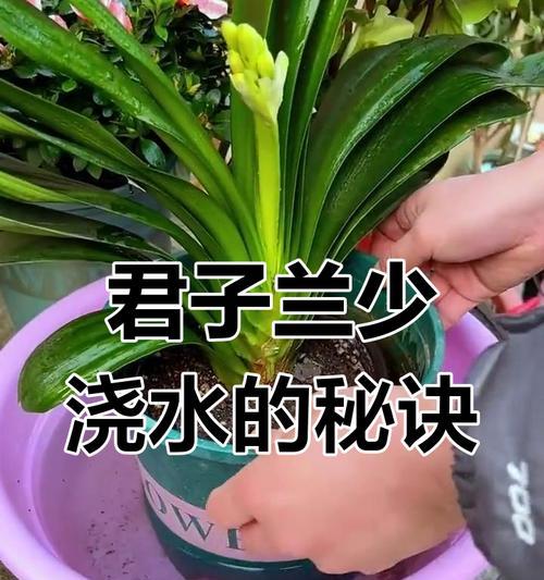 君子兰浇水频率是多少？浇水技巧有哪些？