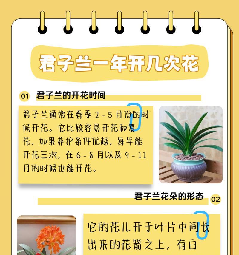 君子兰浇水频率是多少？浇水技巧有哪些？