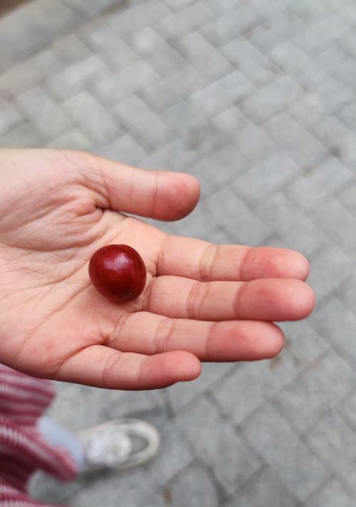 牡丹花只长叶子没花苞的原因是什么？