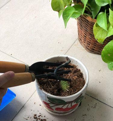 小仙人掌小球的种植步骤是什么？有哪些注意事项？