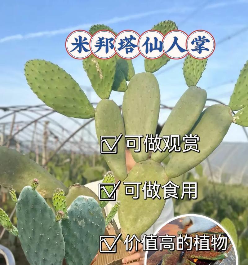 小仙人掌小球的种植步骤是什么？有哪些注意事项？