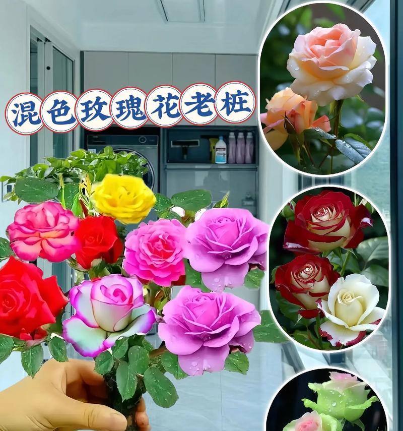 玫瑰花培养老树桩的方法是什么？需要多长时间？