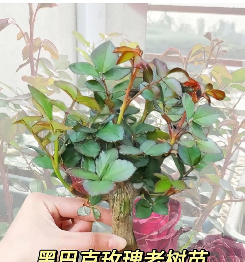 玫瑰花培养老树桩的方法是什么？需要多长时间？
