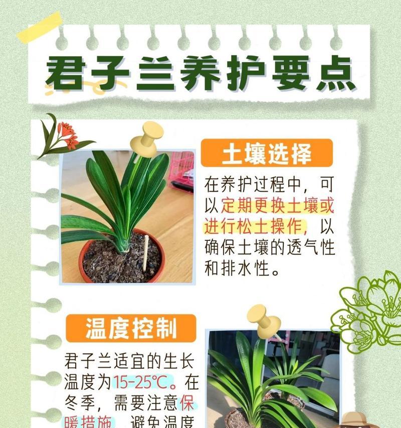 带盆君子兰的正确养护方法是什么？
