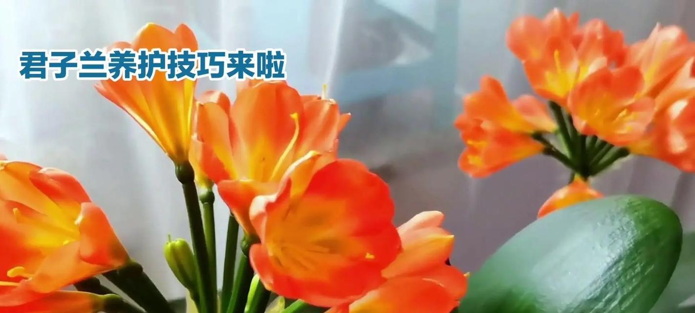 大根君子兰的养护难度如何？有哪些特别的养护技巧？