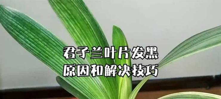 君子兰叶子突然下垂的原因是什么？如何应对这种情况？