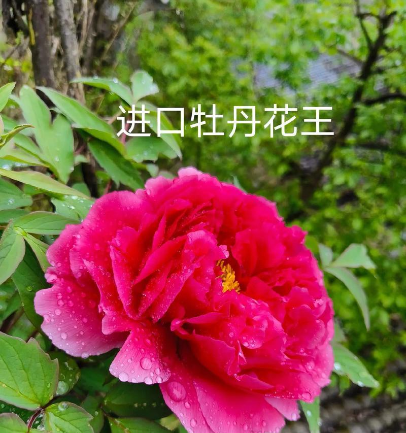 陕西咸阳种植牡丹花的推荐品种？