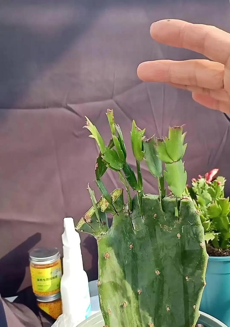 盆栽仙人掌的扦插方法有哪些？