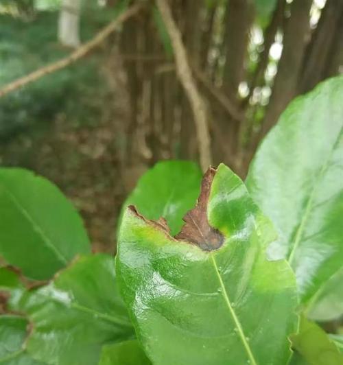 仙人掌炭疽病植物的正确养护方法？