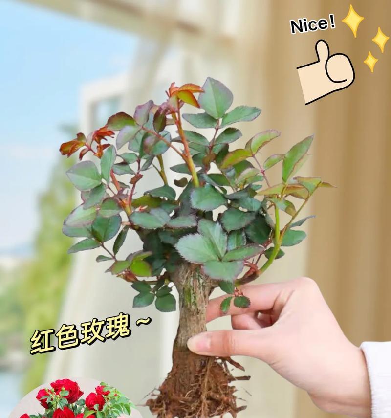 如何种植红玫瑰花才能多开花？