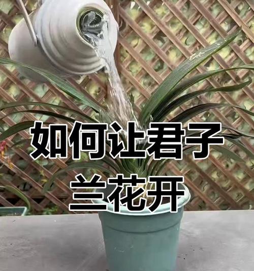 君子兰四年不开花的原因是什么？如何促进开花？