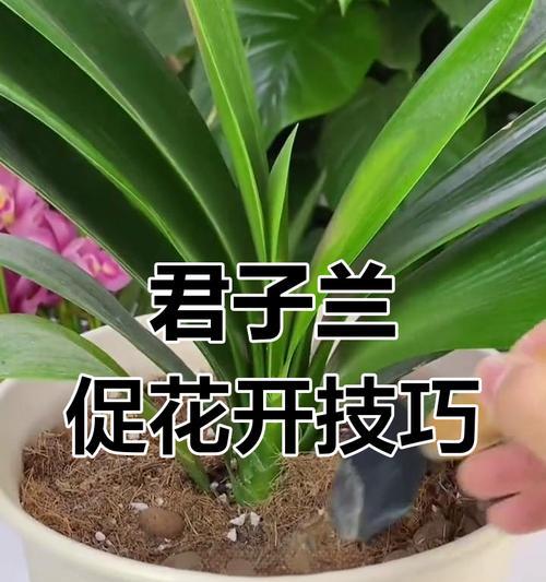 君子兰只长叶子不开花怎么办？如何促进其开花？