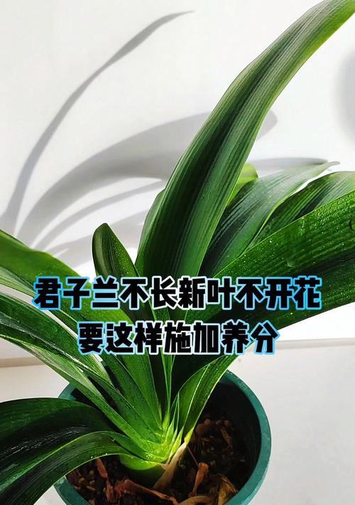 君子兰只长叶子不开花怎么办？如何促进其开花？