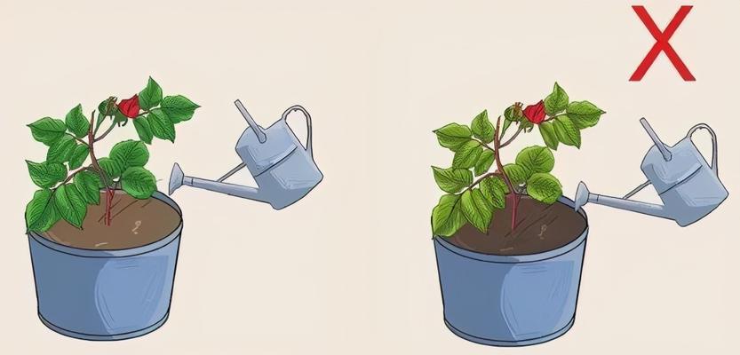 玫瑰花种植组的正确种植步骤是什么？需要注意哪些事项？