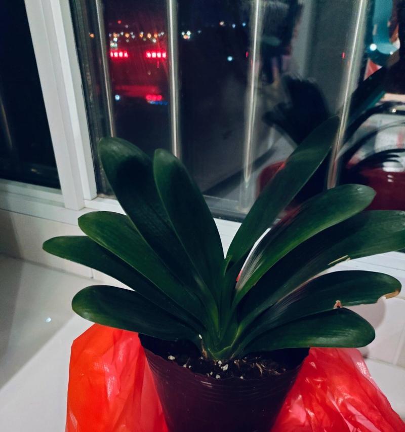 君子兰搭配哪种花盆更美观？