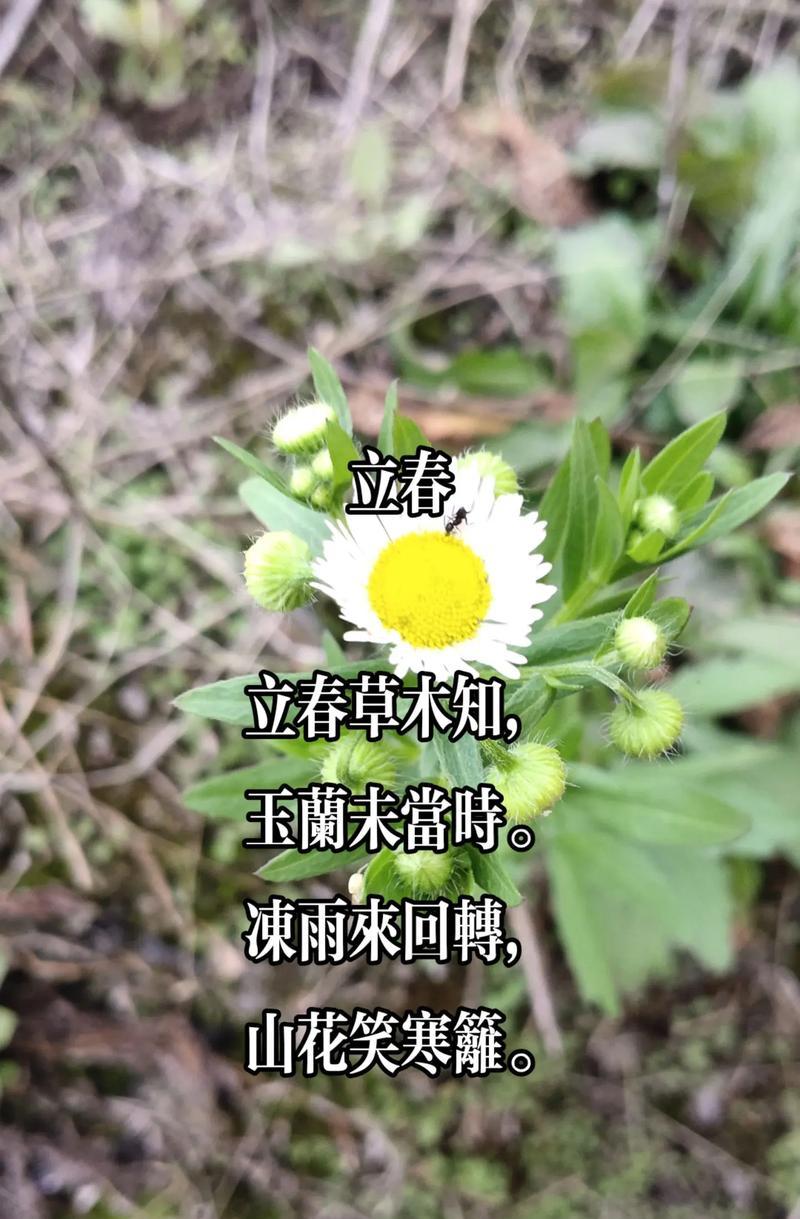 立春时玫瑰花会开花吗？如何进行立春时的玫瑰花养护？