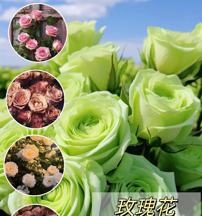 哪些玫瑰花品种适合盆栽养护？