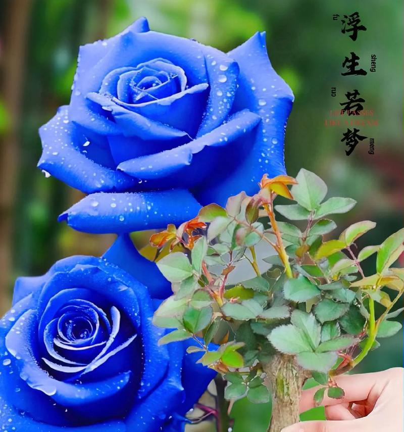 哪些玫瑰花品种适合盆栽养护？