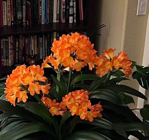 君子兰茎干多粗才能开花？开花前需要哪些特别照顾？
