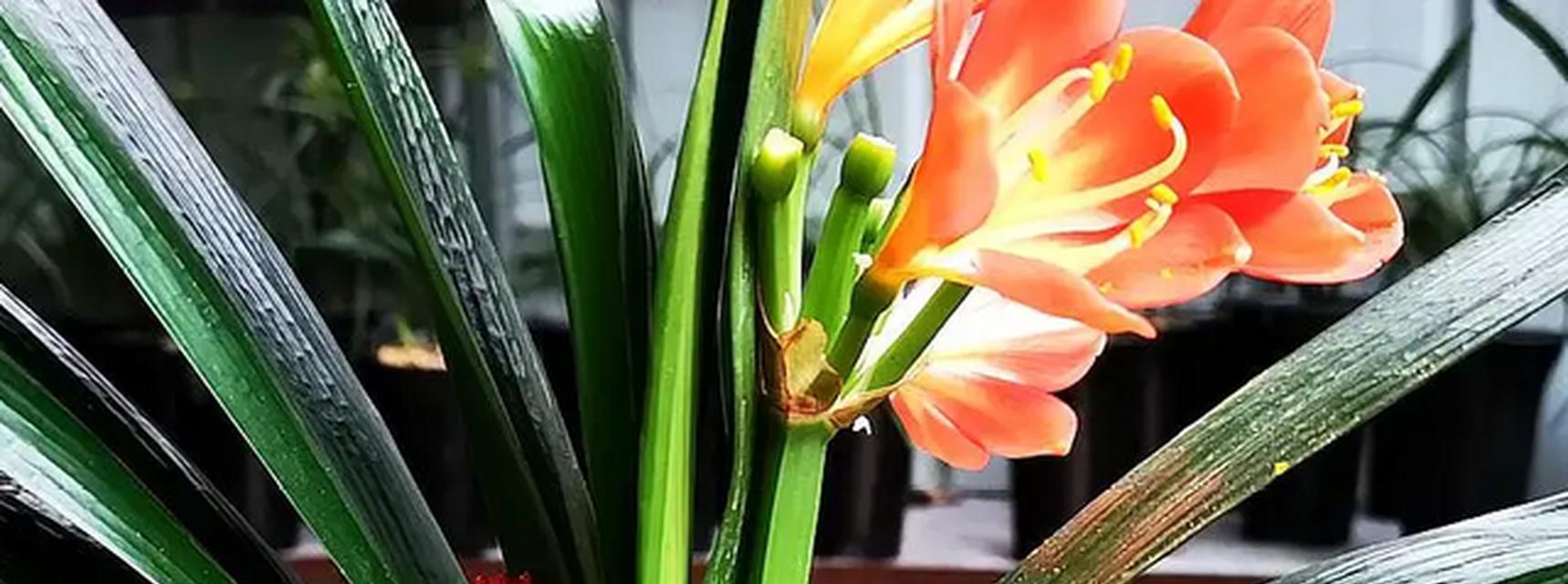 君子兰为啥开花难看呢怎么回事？蓝胖子仙人掌怎么养才能开花？