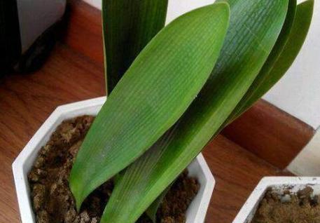 君子兰多余芽点的正确去除方法？
