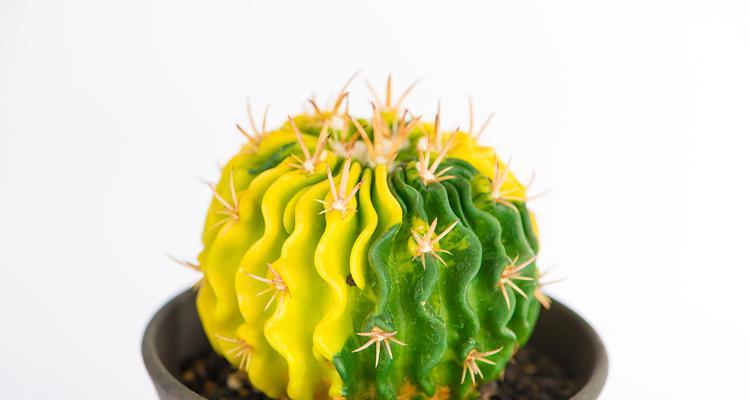 鱼妹妹仙人球如何养殖才能开花？
