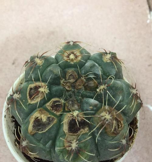 仙人球枯萎后如何抢救？有哪些有效方法？